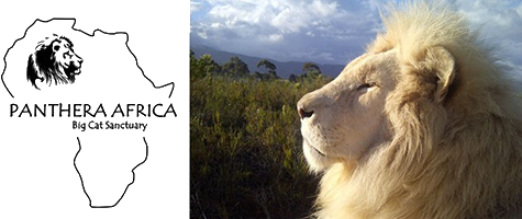 Panthera Africa